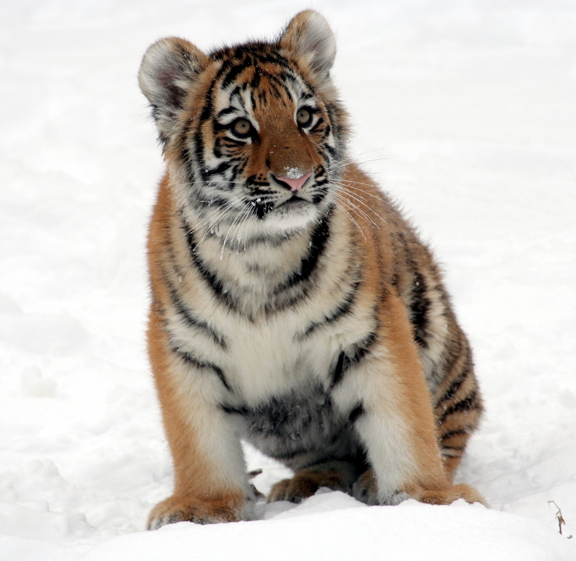 Baby Tiger in the Snow